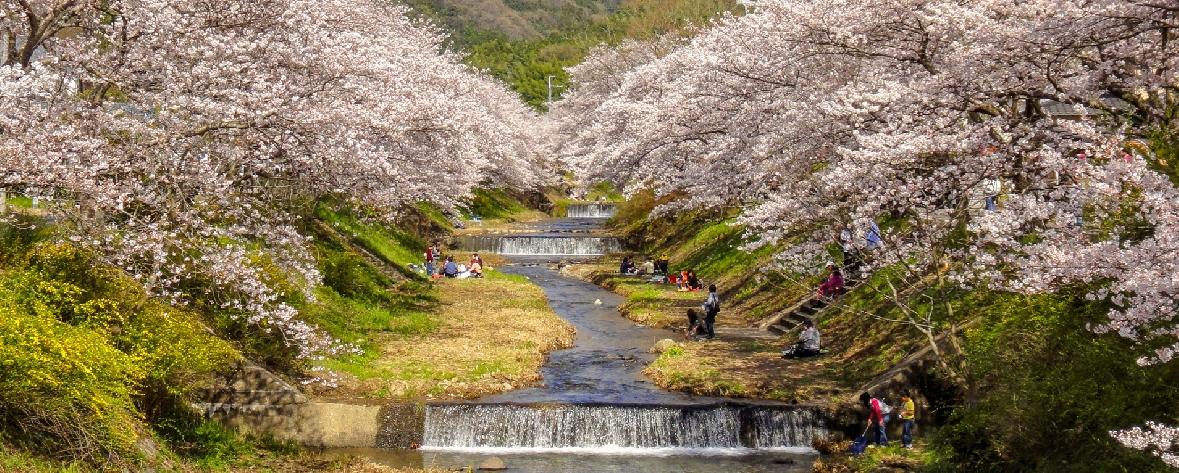 玉川の桜（井手町）