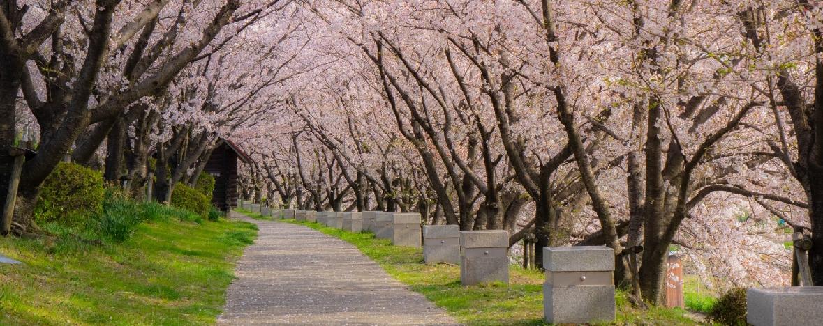 城陽市(桜づつみ寺田緑地)